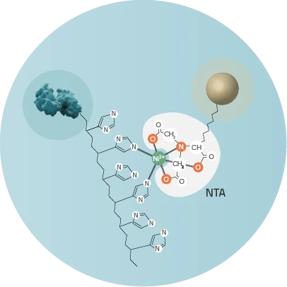 NTA bound to a protein with a blue background